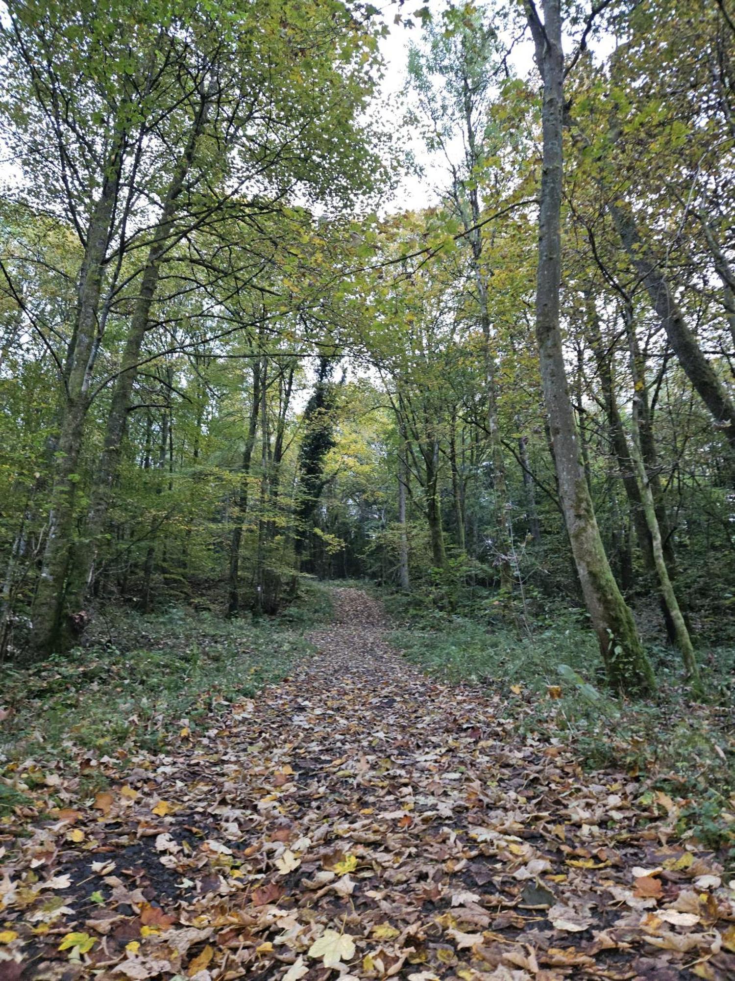 Gemuetliche Ferienwohnung Im Westerwald - "Ferienwohnung Grau" Weitefeld エクステリア 写真